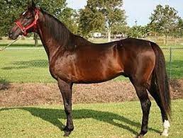 Lake Charles horse, Kandaly, won the Louisiana Derby in 1994.
